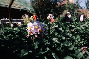 Экскурсия «От музейной витрины до сысертской рябины»