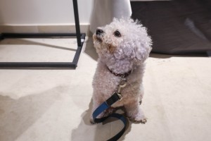 Зимний фестиваль «Снегопад»