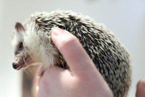 Открытие выставки музея «Ежа Петровича»