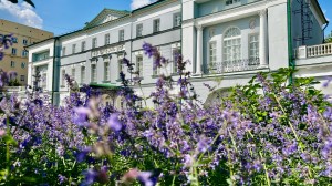 Усадьба. Клумбы с розами, чубушником, котовником