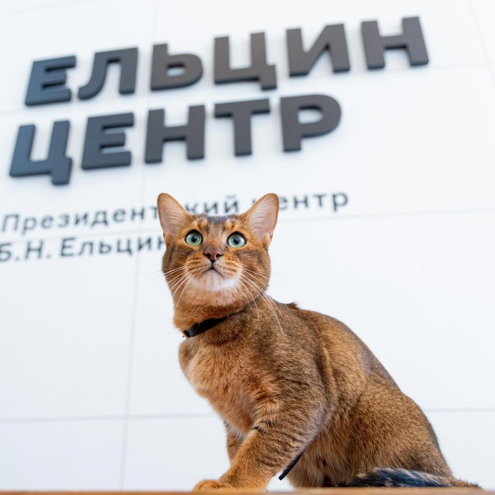 Кот и пёс — в Ельцин Центре