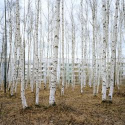 Обзорная экскурсия по выставке «Новый пейзаж»