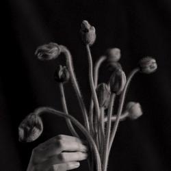 Молчаливый друг