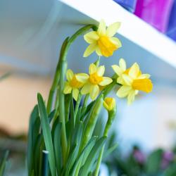 Концерт «Голос женщины»