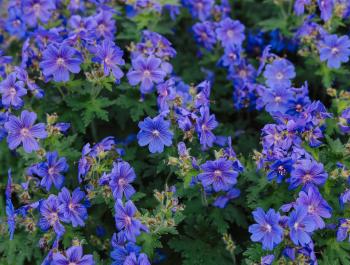 Сад трав в июле: лекции, экскурсии, мастер-классы