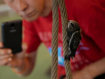 Птицы в городе: что мы знаем о них?